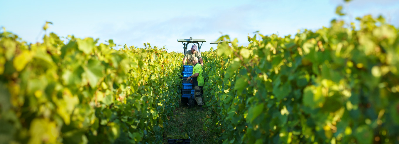 Harvesting grapes at Elanto Vineyard